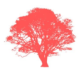 Coral Tree