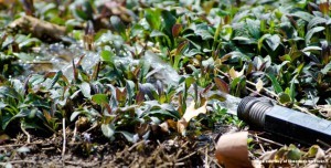 waterconservation